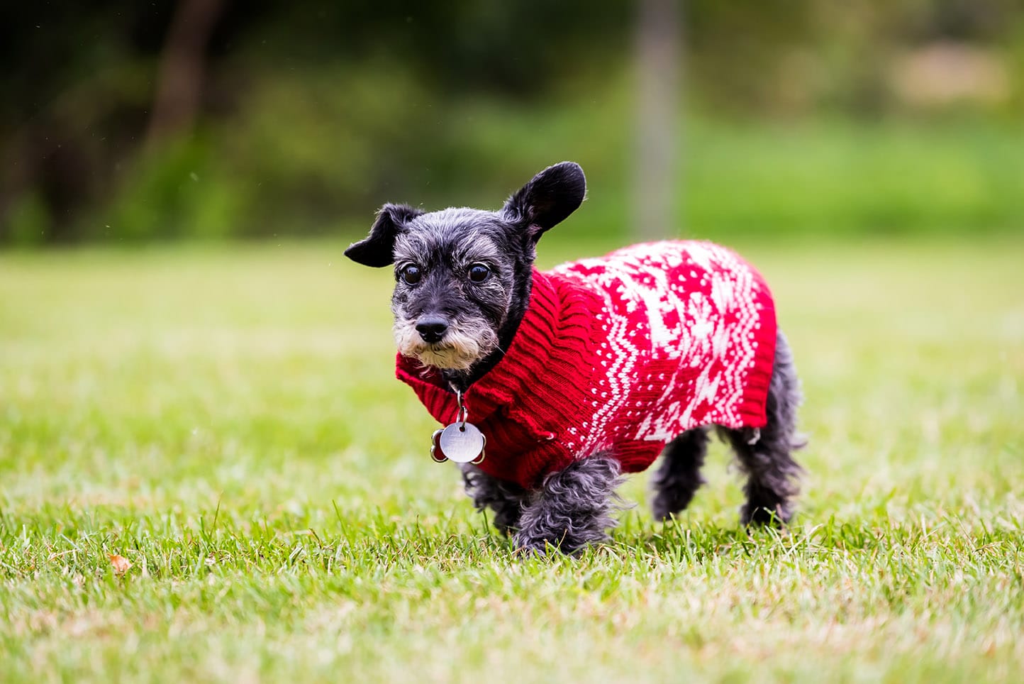 Miniature Schnoxie Dog Breed: Info, Pictures, Care & More