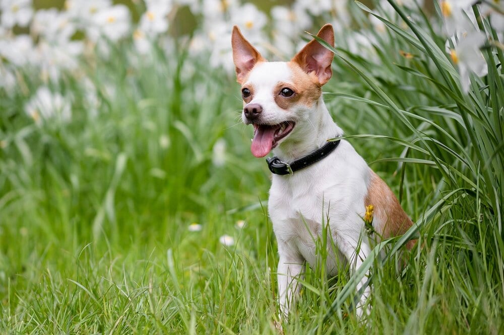 6 Best Eco-Friendly Dog Collars in 2026 - Reviews & Top Picks