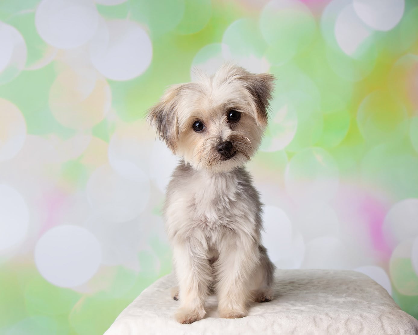 morkie mix