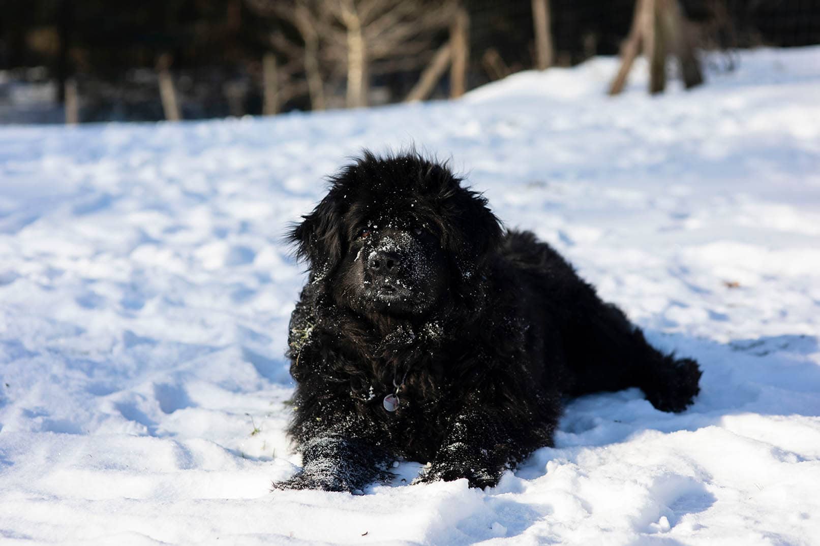 Can A Dog Get Frostbite? Vet Approved Facts & FAQ