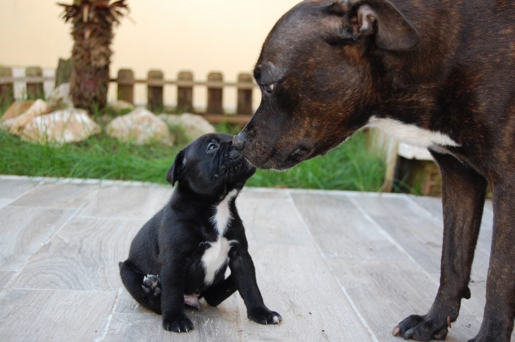 Why Do Dogs Lick Each Other's Mouths? Vet-Reviewed Canine Behavior