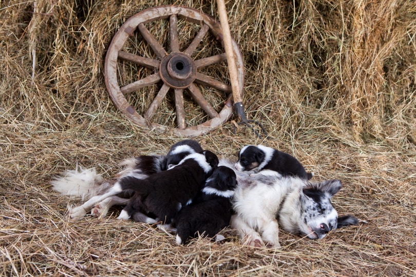 Border Collie Pregnancy: Vet-Verified Gestation Facts & Week-by-Week Calendar