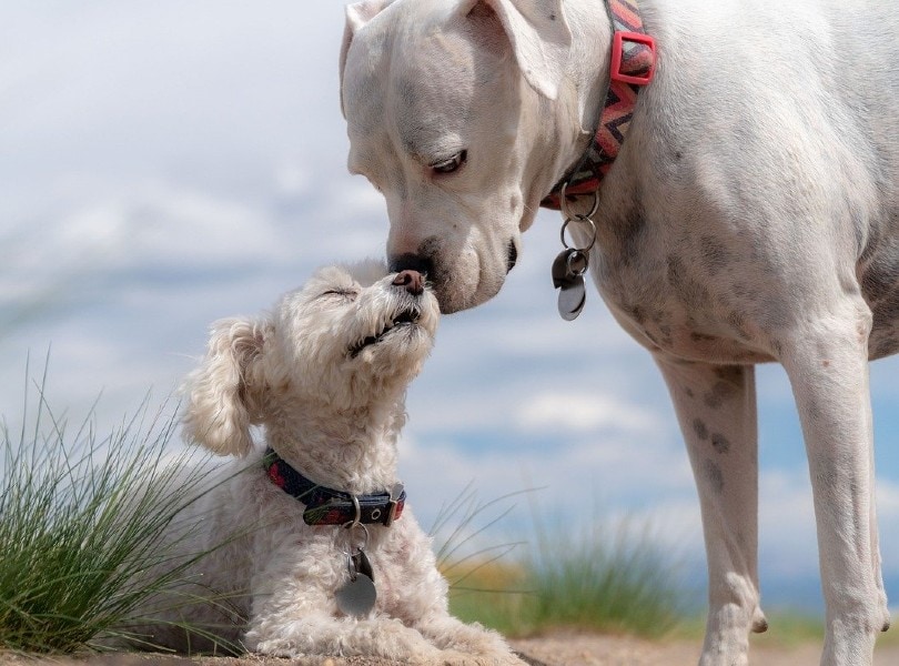 When Can Puppies Live Without Their Mother? Vet-Verified Facts & Info