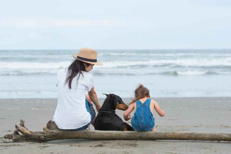 Top 7 Dog-Friendly Beaches in Provincetown, MA (With Pictures)