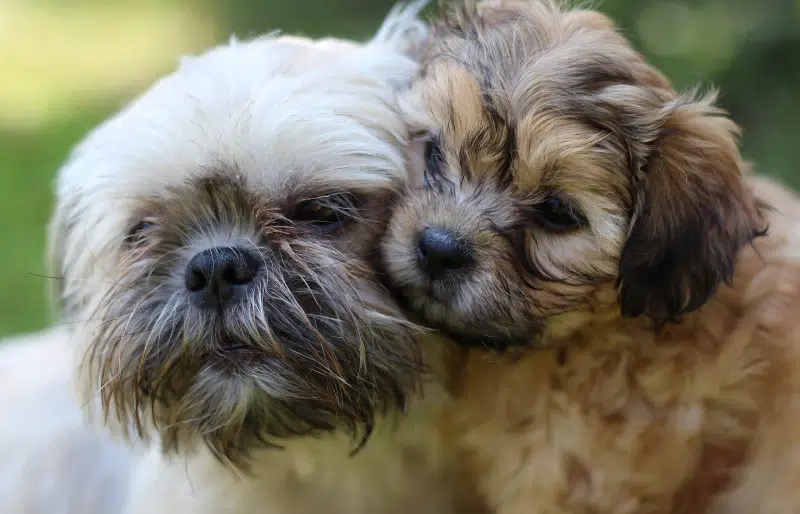 Brindle Shih Tzu: Info, Pictures, Origin & History