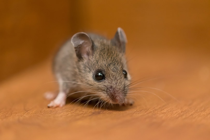 How to Keep Mice Away From Dog Food: 3 Vet-Verified Expert Tips & Tricks