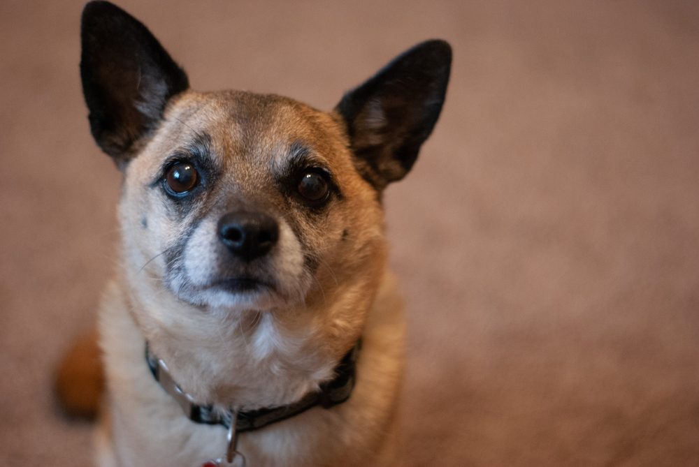 Muggin (Miniature Pinscher & Pug Mix): Info, Pictures & Care