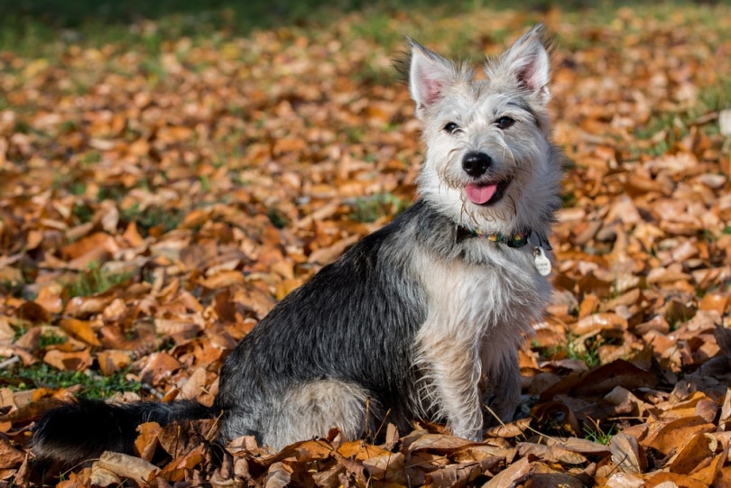 National Mutt Day 2026: When It Is & How to Celebrate