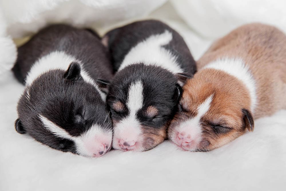 When Do Puppies Open Their Eyes? Vet-Verified Age & Vision Development Facts