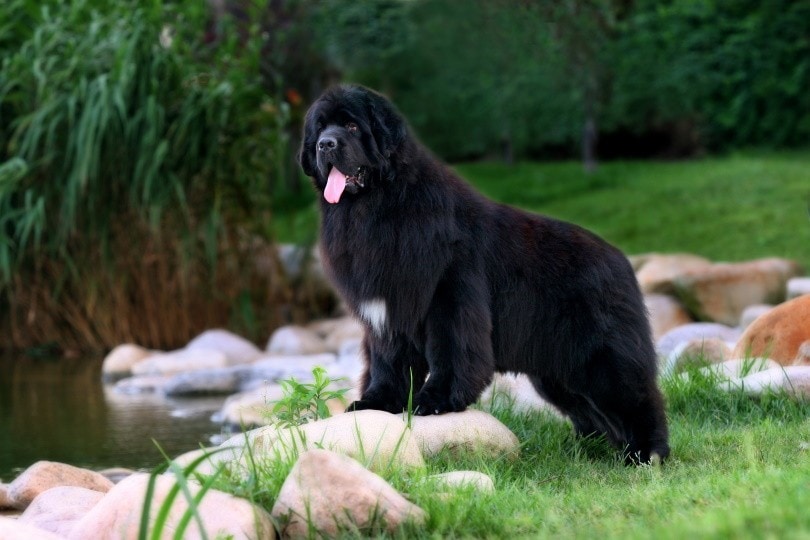How Much Does It Cost to Own a Newfoundland Dog? 2026 Price Guide