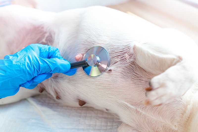 How Many Nipples Does a Dog Have? Vet-Verified Anatomy Facts & FAQ