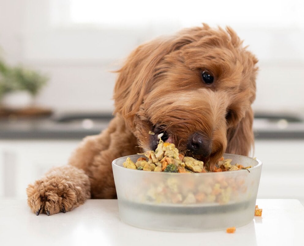 8 Best Just Food For Dogs Alternatives in 2026: Reviews & Top Picks (Vet-Reviewed)