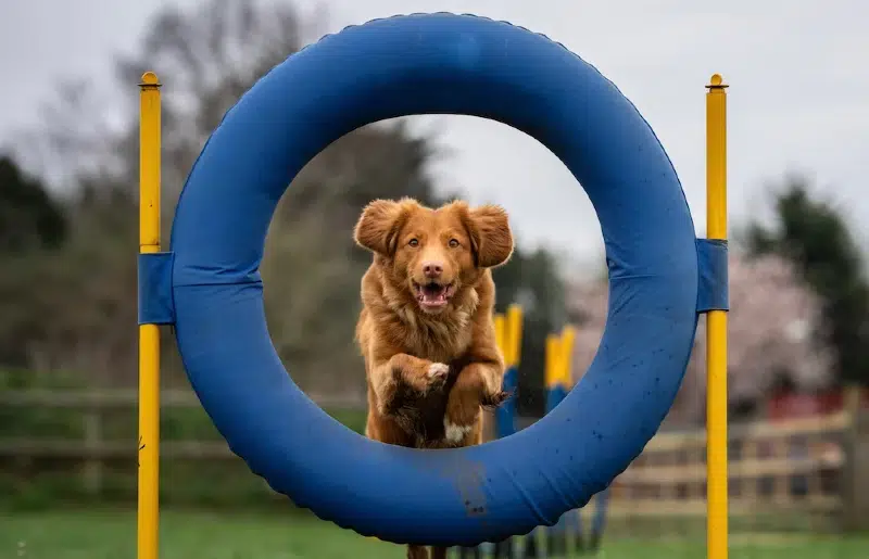 How Much Does Dog Agility Cost in 2026? (Training & Equipment)