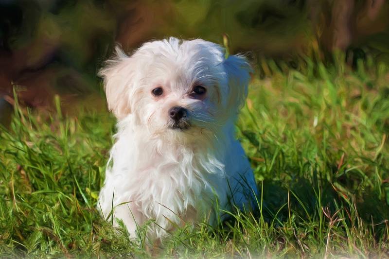 How Long Do Maltese Dogs Live? Vet-Verified Lifespan, Data & Care Guide