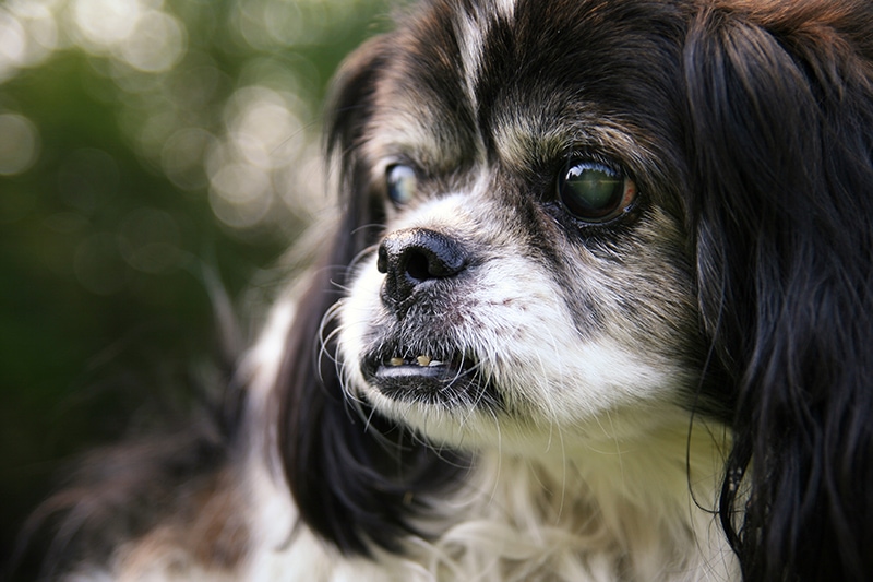 old blind shih tzu at the park