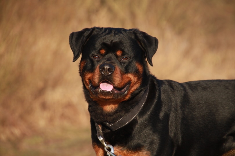 Do Rottweilers Get Their Ears Cropped? Facts & FAQ