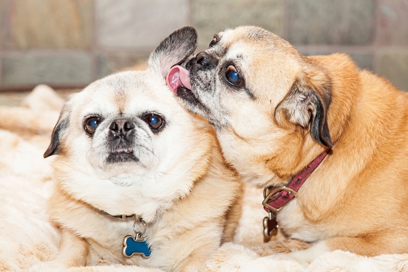 Why Dogs Lick Each Other’s Ears? 6 Vet-Verified Reasons