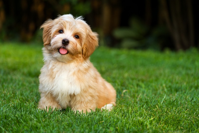 How Big Will My Havanese Get? Average Size & Growth Chart