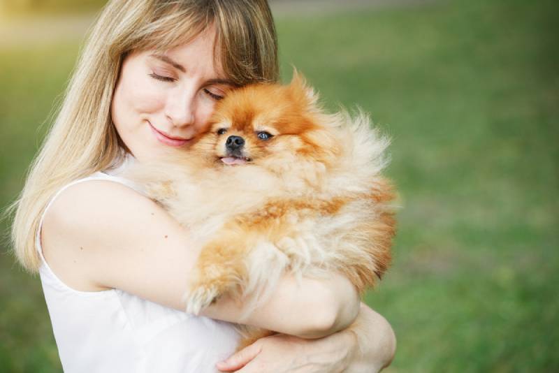 Are Pomeranians Affectionate & Like to Cuddle? Facts for Potential Owners