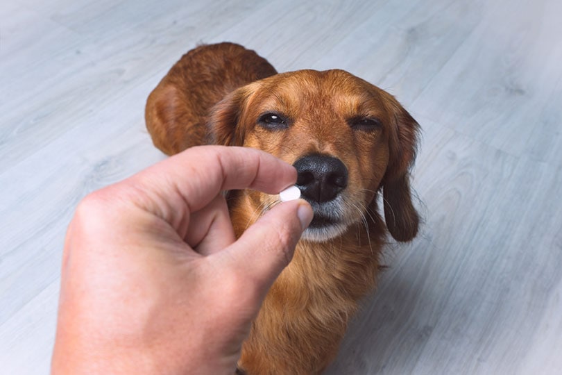 Do Antibiotics Make Dogs Tired? Vet Reviewed Side Effects & FAQ