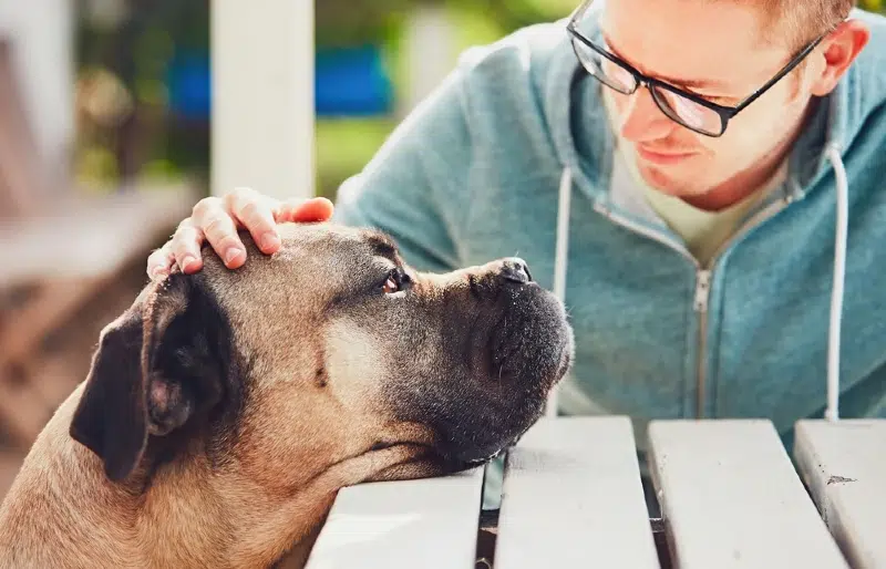 What & When Is National Responsible Dog Ownership Day? (2026 Update)