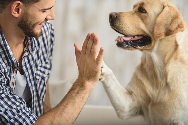 How to Build Confidence in a Dog: 6 Vet Reviewed Tips