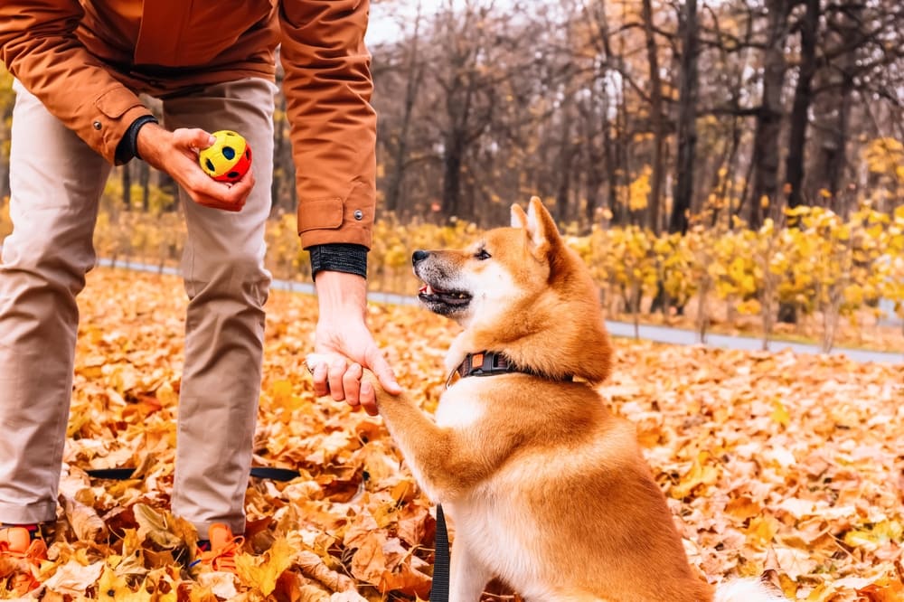 owner training akita dog at the park