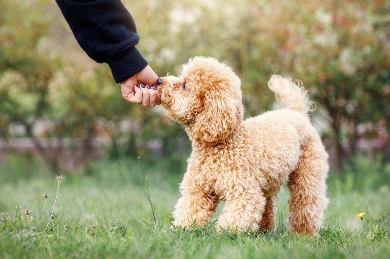 10 Best Dog Foods for Toy Breeds in 2026 - Reviews & Top Picks