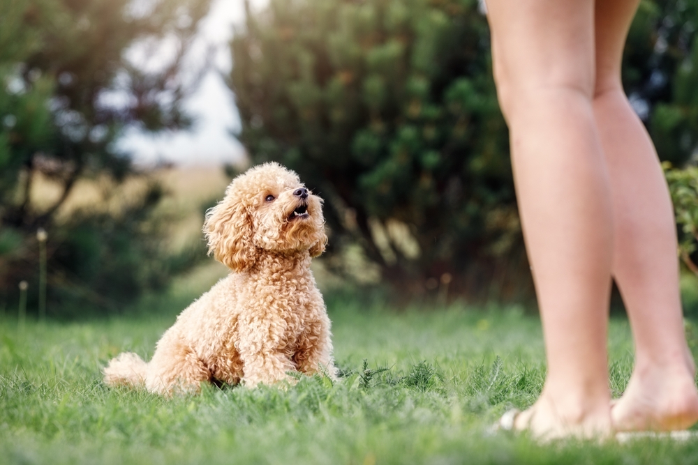 How to Teach Your Dog to Sit - Our Vet’s Recommended Steps