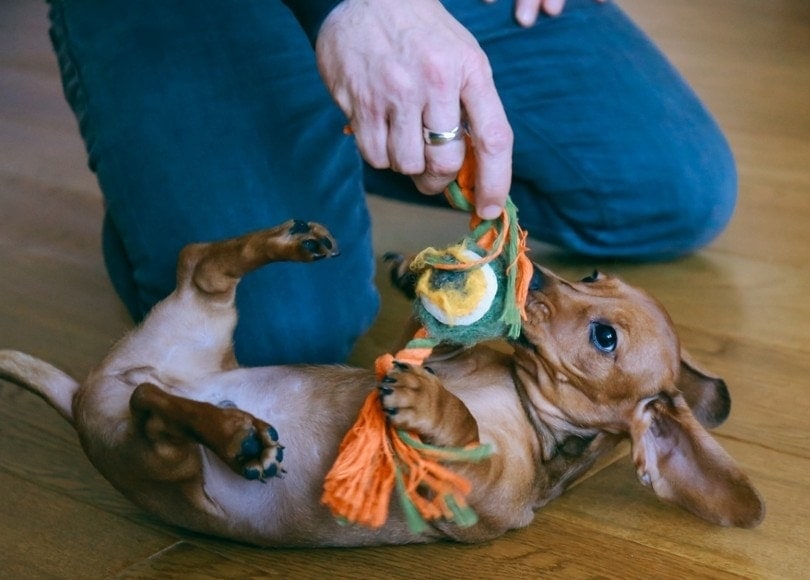 How to Make Your Dog Love Their New Toy: 5 Vet-Approved Ways