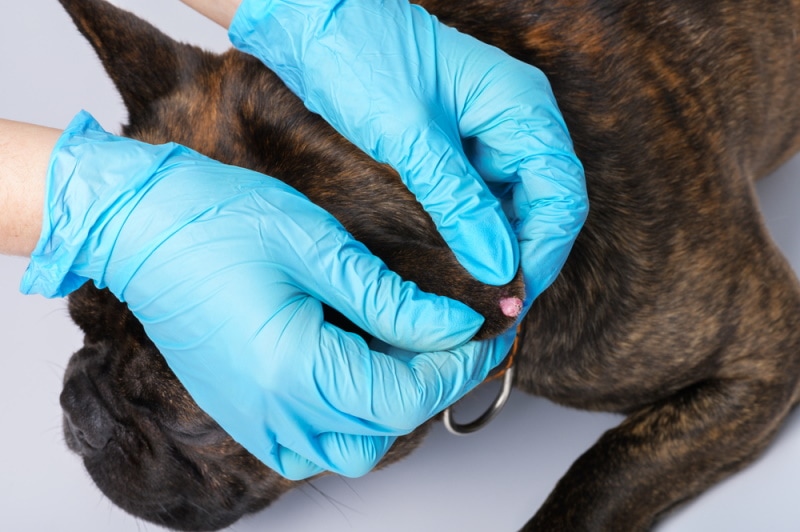 What Is Papilloma in Dogs? Causes, Signs & Care (Vet Answer)