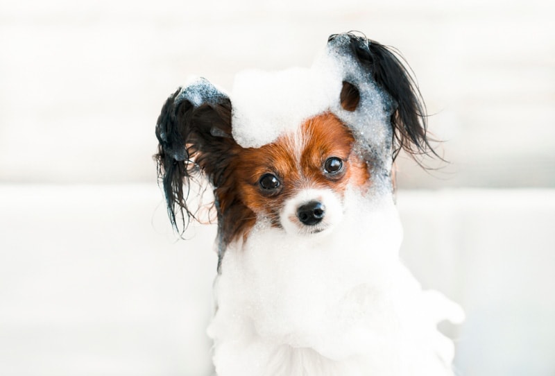 10 Papillon Grooming Tips: Vet-Reviewed Canine Health & Wellness Advice