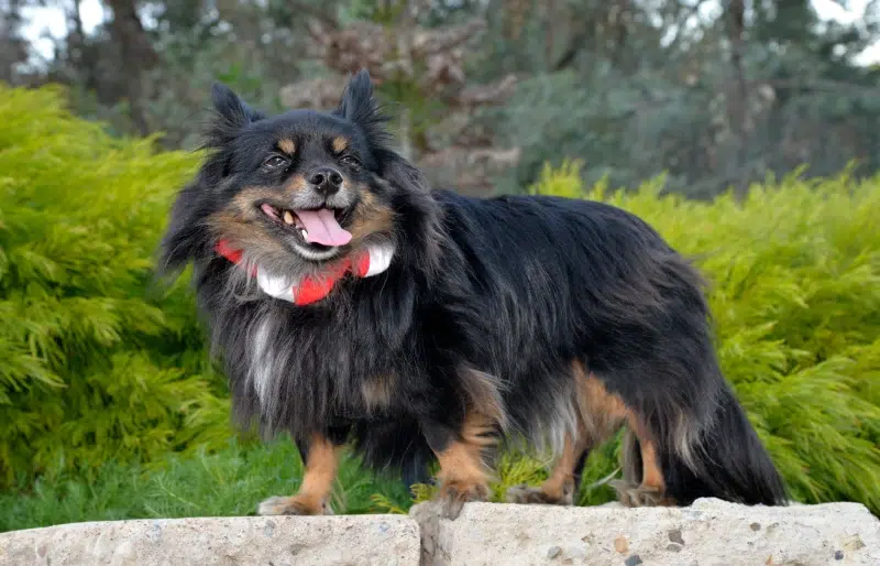 Papitese (Papillon Maltese Mix): Info, Pictures, Care & More
