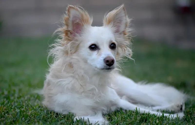 Papshund (Dachshund Papillon Mix): Info, Pictures, Care & More
