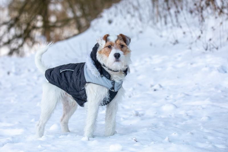 parson russell terrier wearing a jacket in the snow