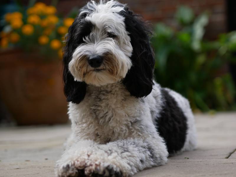 Parti Labradoodle: Info, Pictures, History & Origin