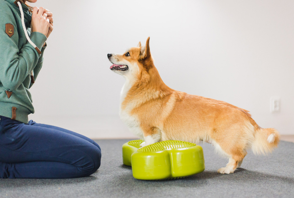 12 Indoor Exercises for Dogs (Vet Approved)