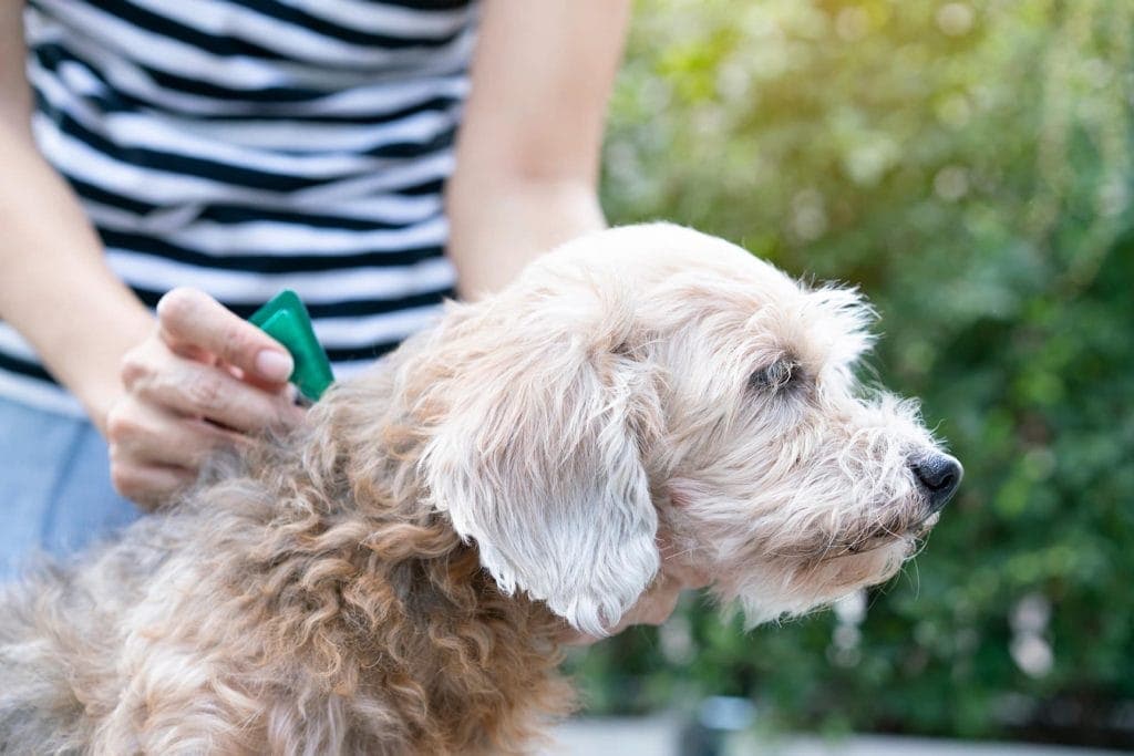 10 Best Topical Flea and Tick Treatments for Dogs in 2026 - Reviews & Top Picks