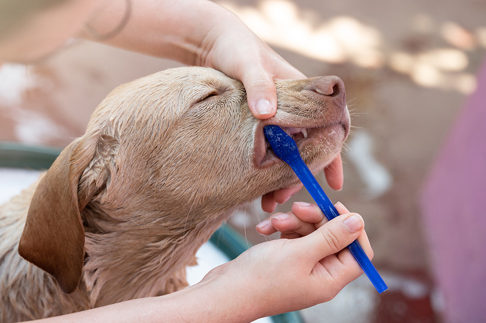 Person brushing dog’s teeth