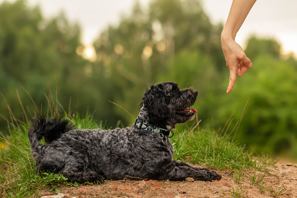 10 Basic Dog Commands & How to Teach Them (Vet Approved)