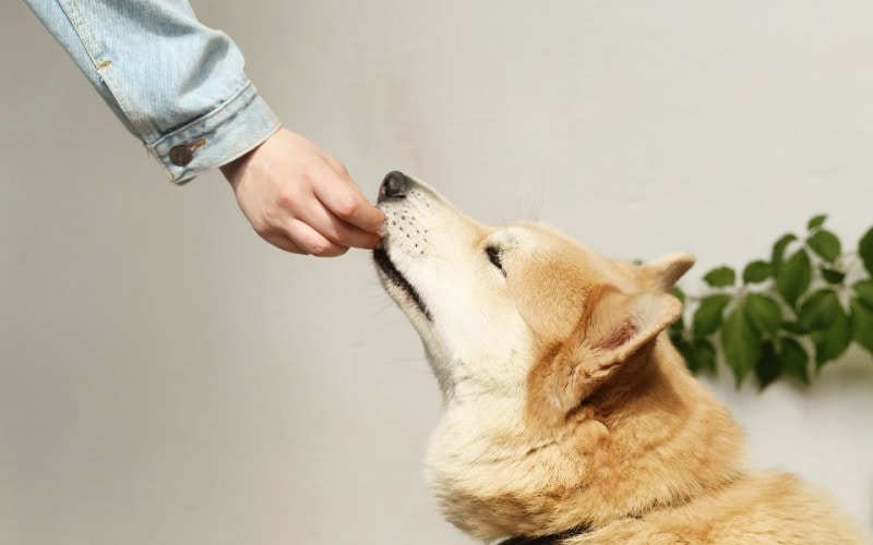 3 Benefits of Hand Feeding Your Dog: Vet-Approved Facts
