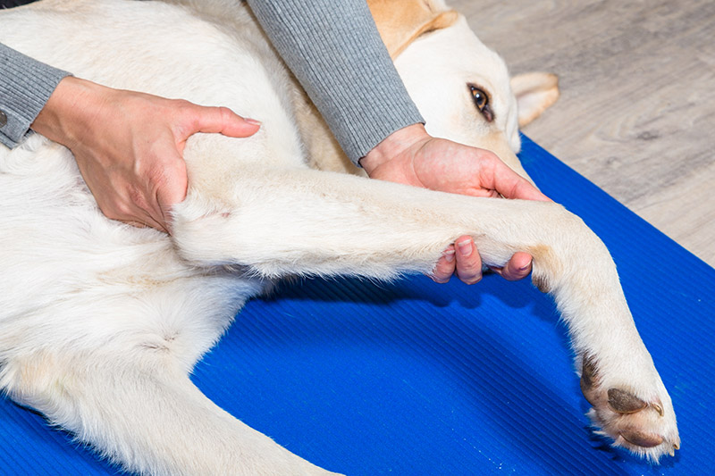 How to Massage a Dog With a Torn ACL: 3 Vet-Approved Steps to Follow