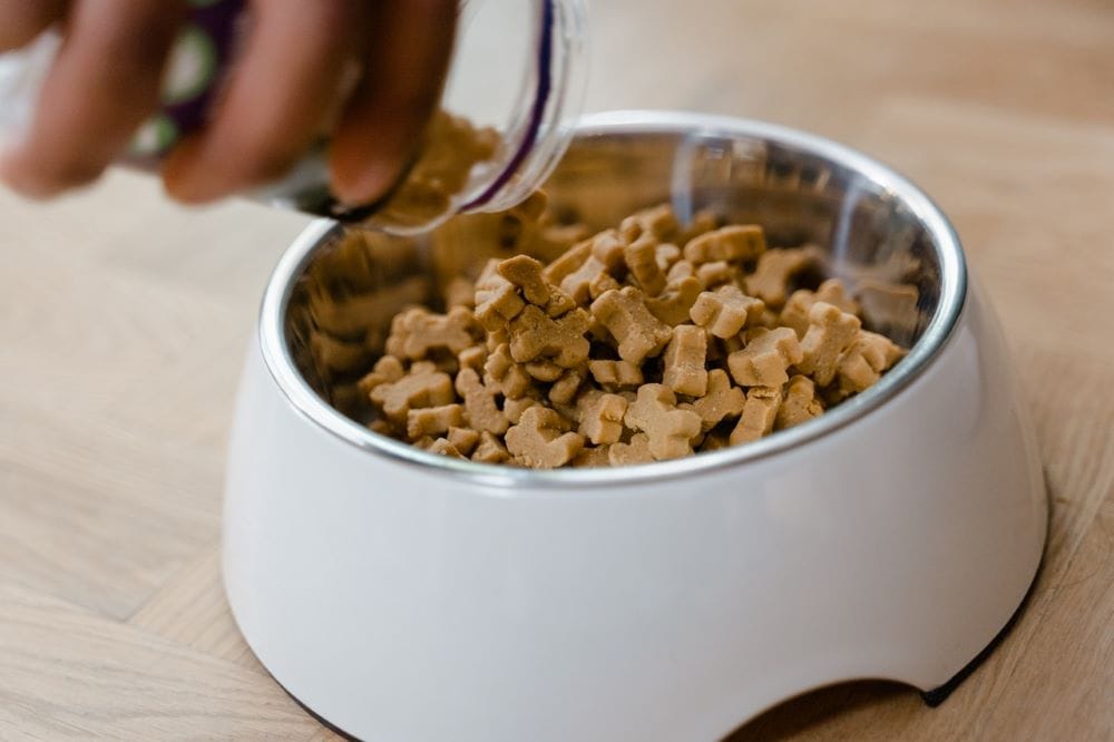 TBHQ in Dog Food: Vet-Approved Feeding & Safety Facts