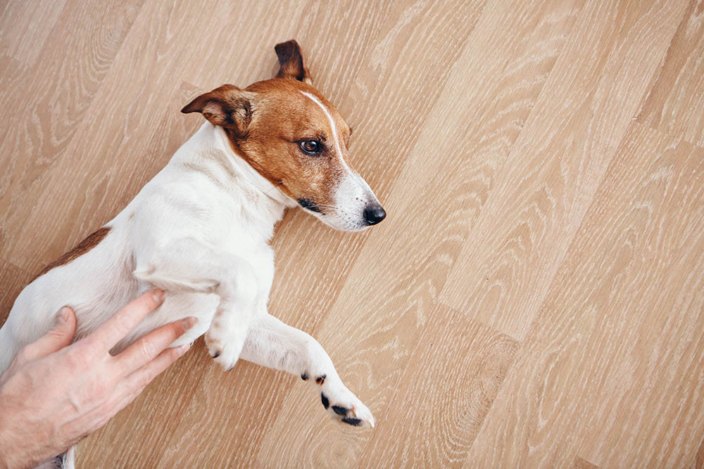 Borborygmi in Dogs: Vet-Reviewed Causes & Care Guide