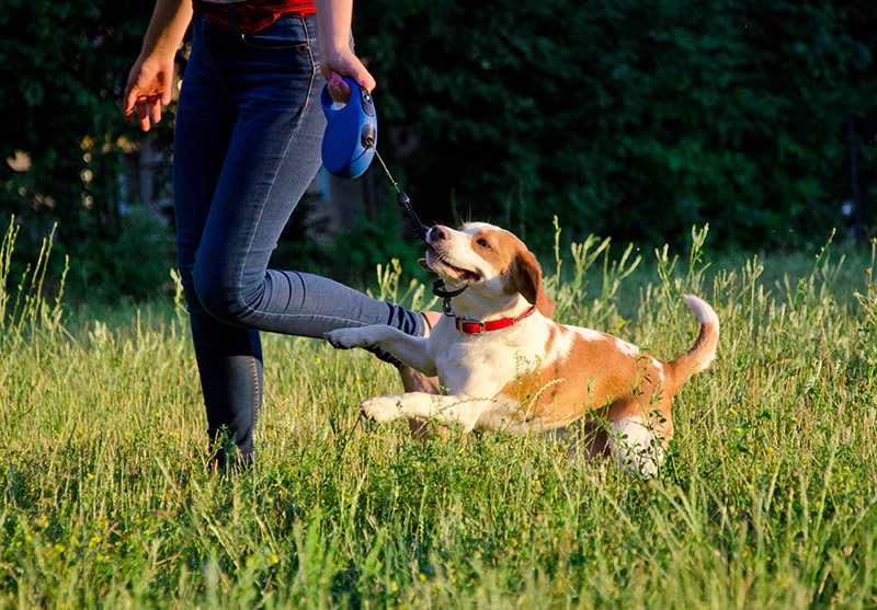 Are Retractable Leashes Bad For Dogs? Vet-Verified Pros & Cons