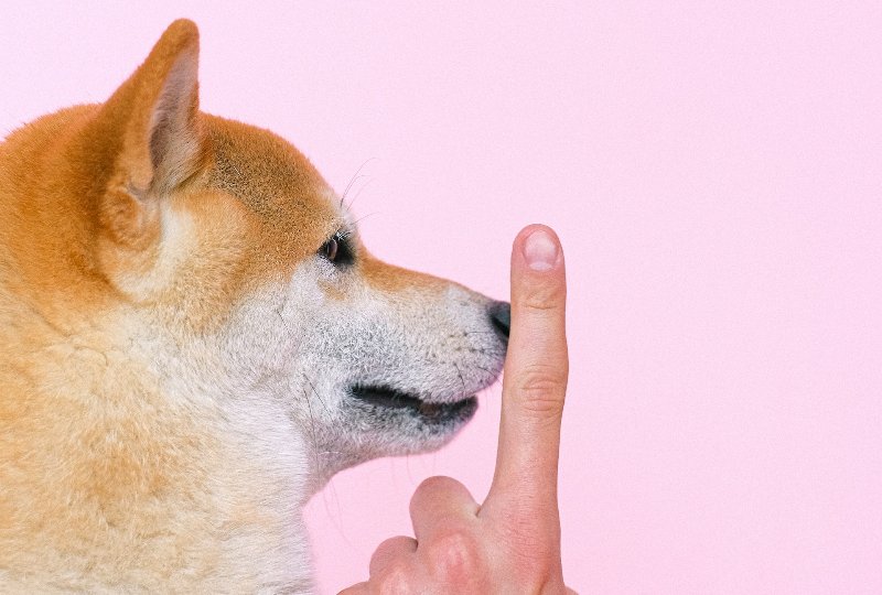 How to Train a Shiba Inu: 12 Vet-Approved Tips