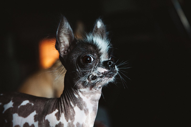 Ugliest Dog Day 2026: When It Is & How to Celebrate
