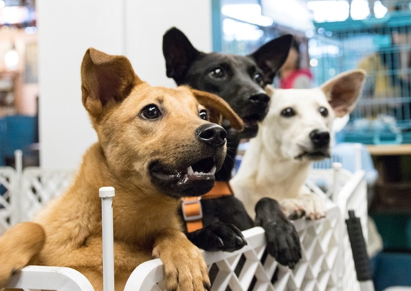 How to Celebrate DOGust 1st 2026 (the Universal Birthday for Shelter Dogs)
