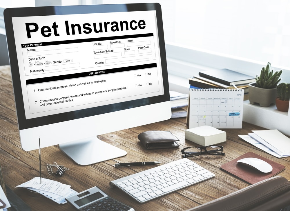 Does Pet Insurance Cover Cruciate Surgery? Standard Policies & FAQ