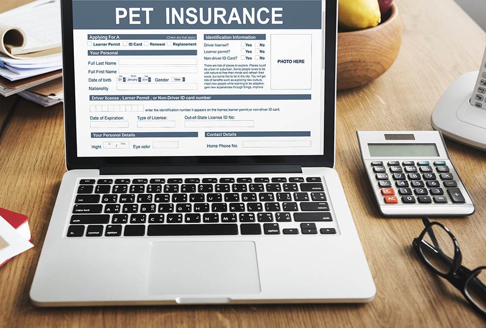 Does Pet Insurance Cover Heartworm Treatment? Standard Policies & FAQ